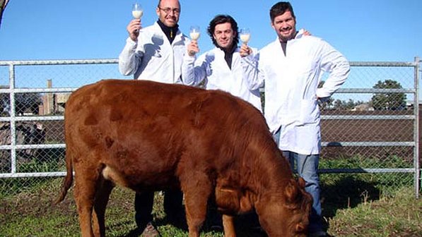 vaca-clonada-rosita-argentina-size-598