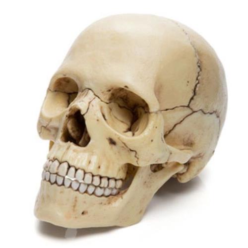 anatomia-do-cranio-1501498154